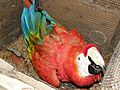 SCMA in a wooden nest box near TRC