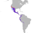 Sayornis nigricans map