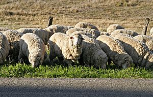 Archivo:Sheep eating grass