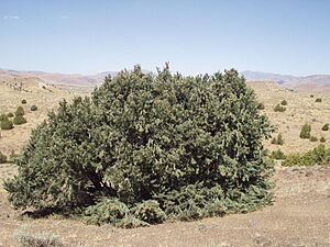 Archivo:Single-leaf pinyon 1