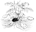 Solanum toberosum ex Strasburger 1900