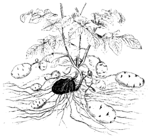 Archivo:Solanum toberosum ex Strasburger 1900