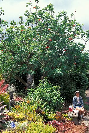 Archivo:Starr 980529-1416 Erythrina corallodendrum