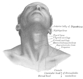 Structure of Adam's apple.png