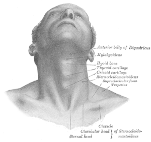 Structure of Adam's apple.png