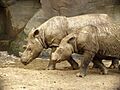 Sumatran Rhino 2