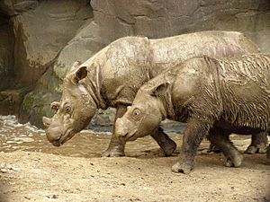 Archivo:Sumatran Rhino 2