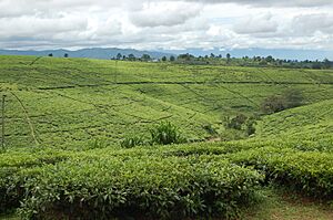Archivo:Tea fields, Tukuyu, Tanzania