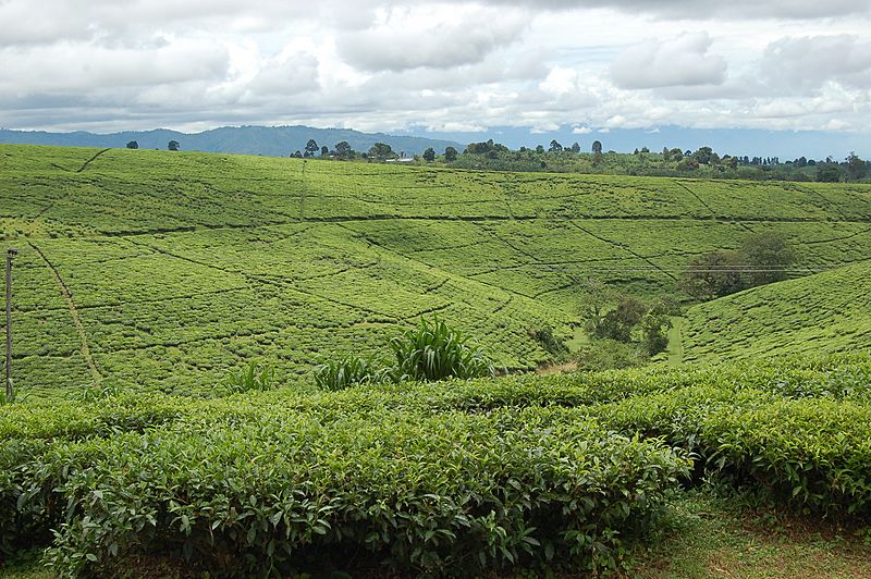 Tea fields, Tukuyu, Tanzania