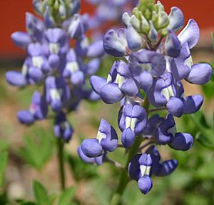 Archivo:Texas Bluebonnet (Lupinus texensis)