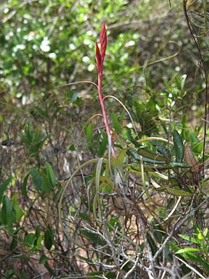 Archivo:Tillandsia balbisiana — Scott Zona 001