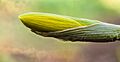 Trompetnarcis-trumpet-narcissus 16-03-2025 (d.j.b.) 02