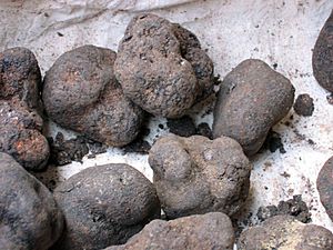 Archivo:Truffle 4