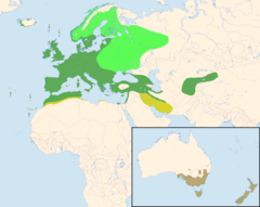 Distribución del mirlo común (Turdus merula):