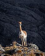Vicuña en Contumazá