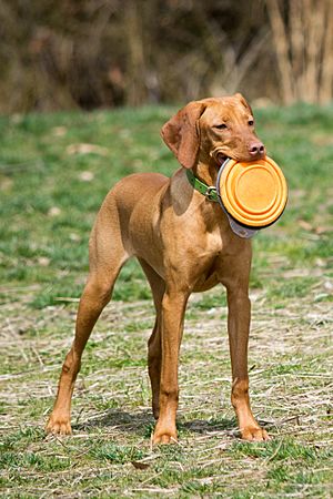 Archivo:Vizsla puppy with toy