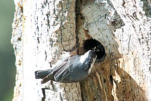 Archivo:White-breasted Nuthatch (nesting) -NMP 6-11-12 3