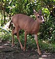White-tailed Deer, female, Costa Rica