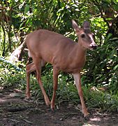 White-tailed Deer, female, Costa Rica