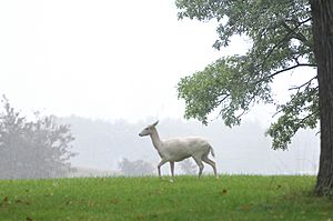 Archivo:White deer argonne
