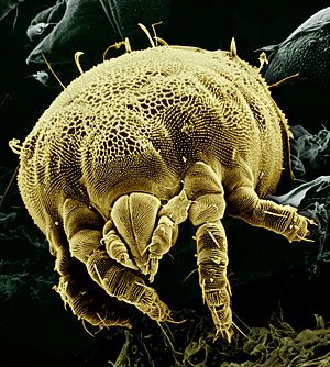 Archivo:Yellow mite (Tydeidae), Lorryia formosa 2