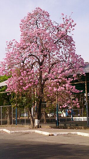 Archivo:Árbol de Apamate