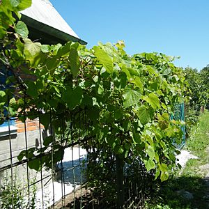 Archivo:Амурский виноград в Хабаровске