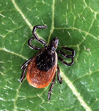 Adult deer tick.jpg