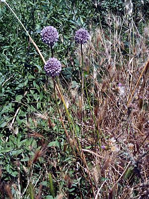 Archivo:Allium ampeloprasum Habitus DehesaBoyalPuertollano