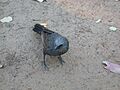 Apostlebird fg1