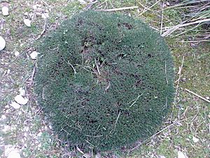 Archivo:Astragalus Balearicus