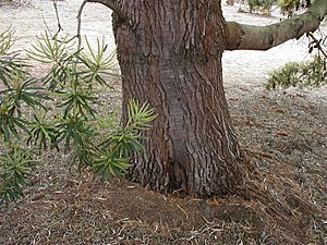 Archivo:Banksia seminuda trunk email