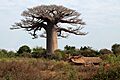 Baobab sacree