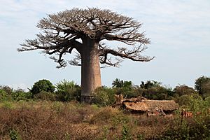 Archivo:Baobab sacree
