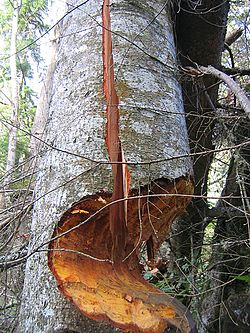 Archivo:Beaver tree cut