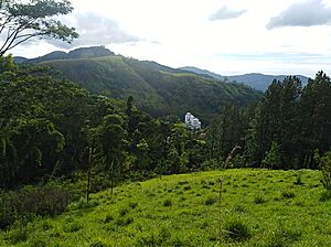 Archivo:Belwood. Galaha - Central Provice. Sri Lanka. Image 001