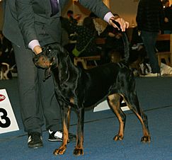 Archivo:Black & Tan Coonhound 3
