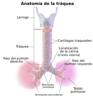 Blausen 0865 TracheaAnatomy-es.png