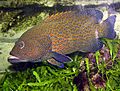 Blue-spotted.grouper.arp