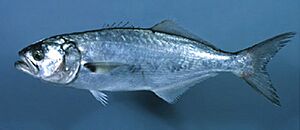 Archivo:Bluefish noaa