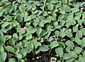 Broccoli plants growing in New Jersey in April