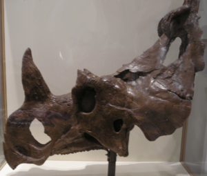 Archivo:Centrosaurus apertus skull ROM