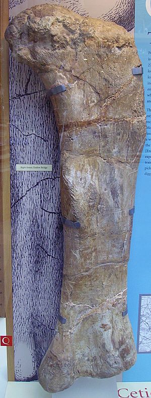 Archivo:Cetiosaur right femur