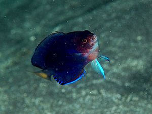 Archivo:ChairoYKmale