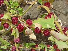 Archivo:Chenopodium capitatum (Chenopodiaceae) berries