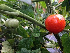 Cherry tomatoes (28277046494)