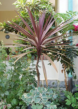 Archivo:Cordyline australis 'Red Sensation' Plant 1900px