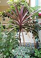 Cordyline australis 'Red Sensation' Plant 1900px