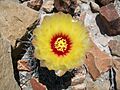 Coryphantha salinensis