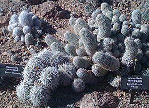 DBG Mammillaria spp.JPG